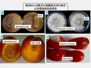 蔬菜有害生物防控技术创新与应用