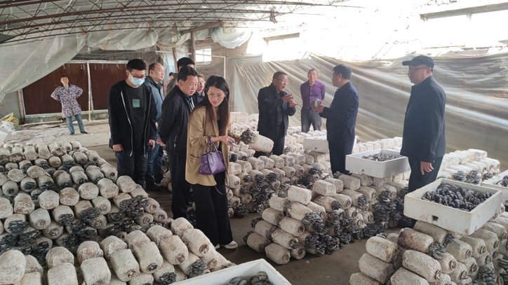 中国食用菌协会负责同志赴北京房山区开展产业调研